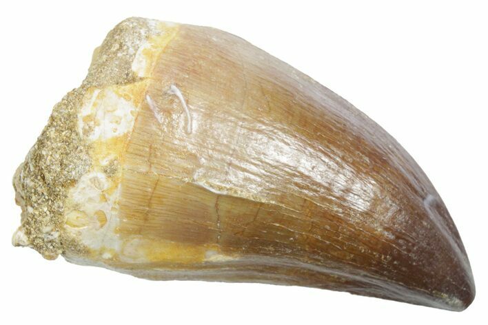 Fossil Mosasaur (Thalassotitan) Tooth - Morocco #353235